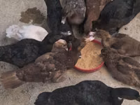 Chickens — फ़ोटो 1