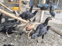Chickens — फ़ोटो 1