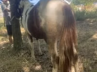 Caballo, Indian half-bred — foto 3