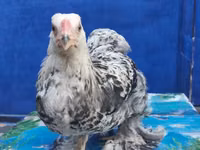Brahma — photo 7