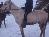 公马, Yakutian horse — 照片 2