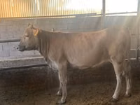 Vache, Swiss cattle — photo 2