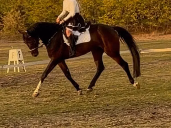 Cheval, Hanoverian