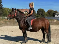 母马, Horses — 照片 6