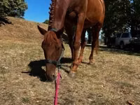 حصان, Oldenburg horse — الصورة 2
