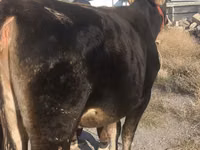 بقرة, Swiss cattle — الصورة 1