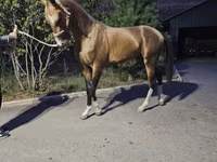 公马, Akhal-Teke — 照片 1