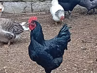 Australorp — photo 3