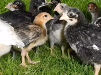 Chickens — फ़ोटो 2