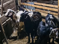 Billy Goat, Goats — photo 6