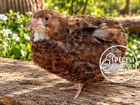 Quails — photo 8