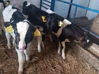 Bulle, Russian Black pied cattle — Foto 5