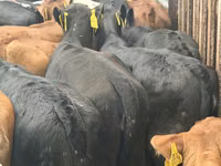 Bovins (lot, sexe non indiqué), Simmental cattle — photo 7