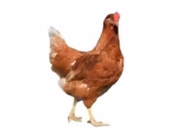 Chickens