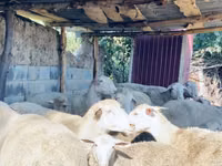 Widder, Merinoland sheep — Foto 4