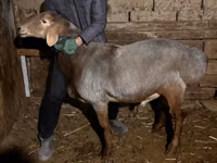 كبش, Rhon sheep — الصورة 2