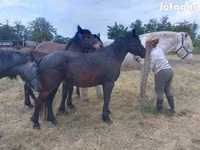 Jument, Chevaux — photo 2