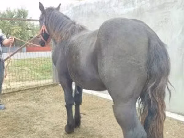 公马, Horses