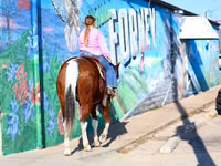 公马, National Show Horse — 照片 5