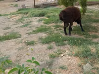 公羊, Baerchuke sheep — 照片 3