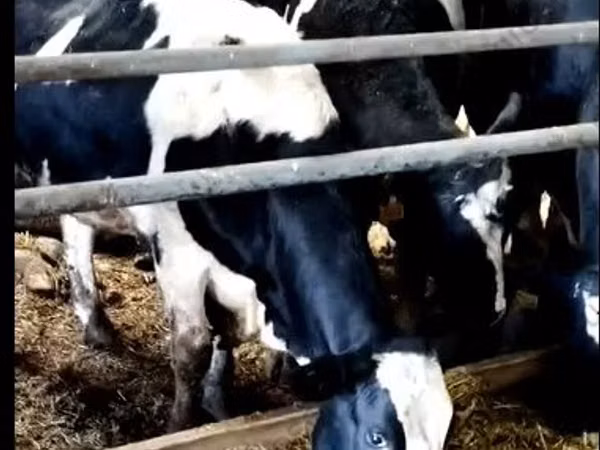 母牛, Yaroslavl cattle