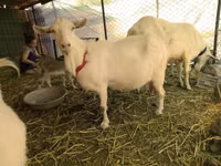 Cabras (lote, sexo no especificado), Saanen goat — foto 1