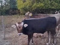 Taureau, Race brune des Carpates — photo 2