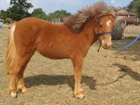 Cheval, Miniature horse — photo 2