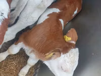 Taureau, Simmental cattle — photo 1