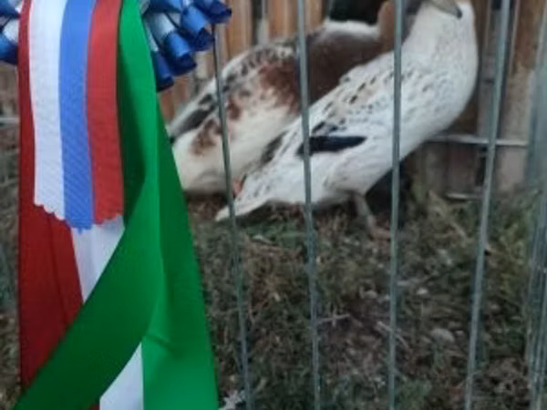 Ducks