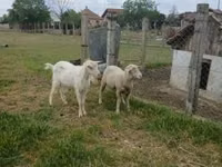 Widder, Merino sheep — Foto 1