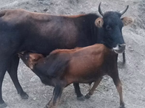 母牛, Cattle