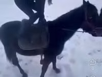 公马, Hungarian horse breed — 照片 3