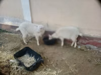 母山羊, Irish goat — 照片 4