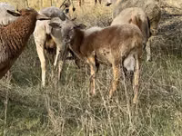 公羊, Katum sheep — 照片 3