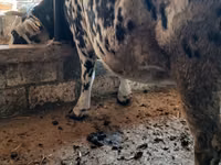 Vache, Race Holstein — photo 2