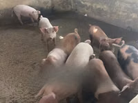 公猪 — 照片 2