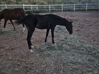 公马, Akhal-Teke — 照片 2