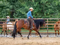 Cheval, Quarter Horse — photo 5