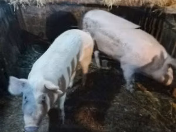 Cerdos (lote, sexo no especificado), Cerdos
