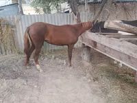 Jument, Kyrgyz Horse — photo 3