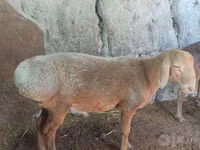Brebis, Afghan Arabi sheep — photo 3