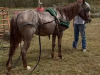 Cheval, Rocky Mountain Horse — photo 4