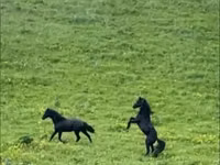 حصان, Karachay horse — الصورة 8
