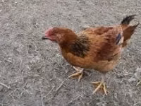 Chickens — Foto 1