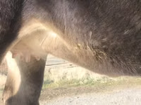 بقرة, Swiss cattle — الصورة 3