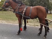 Cheval, Chevaux — photo 7