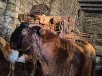 Boucs, Kamori goats — photo 1