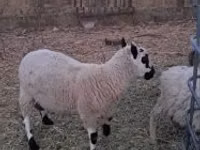 Widder, Cerry Hill sheep — Foto 2