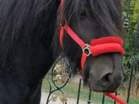 حصان, Fell pony — الصورة 1